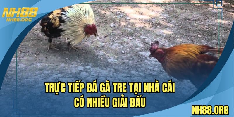 Trực tiếp đá gà tre tại nhà cái có nhiều giải đấu