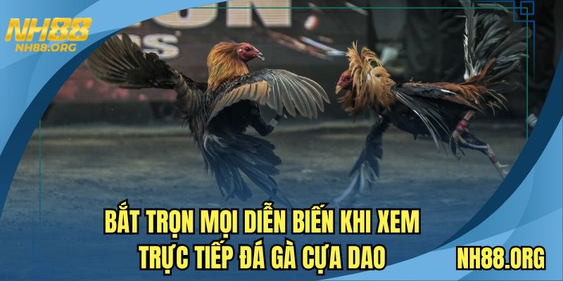 Bắt trọn mọi diễn biến khi xem trực tiếp đá gà cựa dao