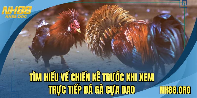 Tìm hiểu về chiến kê trước khi xem trực tiếp đá gà cựa dao