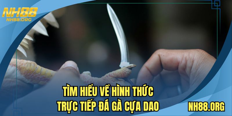 Tìm hiểu về hình thức trực tiếp đá gà cựa dao