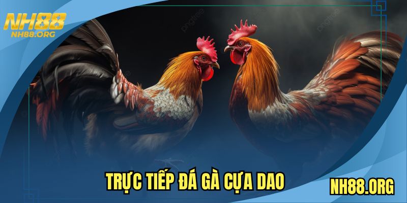 truc-tiep-da-ga-cua-dao