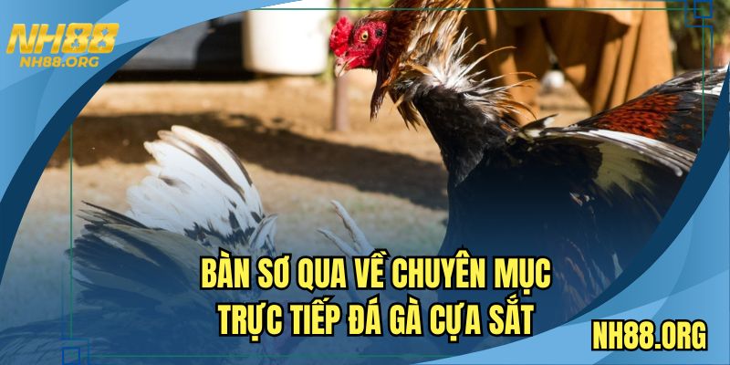 Thao tác chuẩn để theo dõi chọi kê cựa sắt