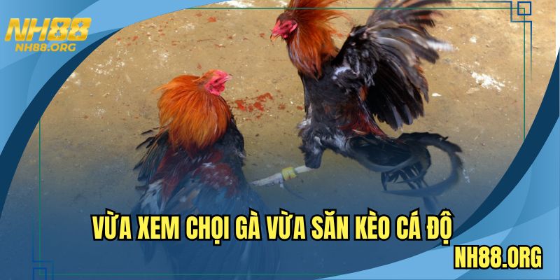 Vừa xem chọi gà vừa săn kèo cá độ